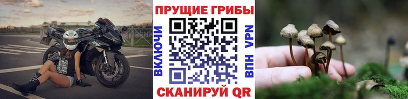 Купить  Барабинск  Галлюциногенные грибы прущие грибы 